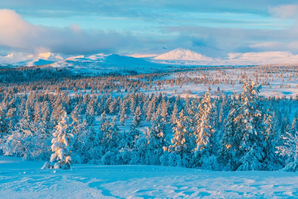 A forest with pine trees covered with snow